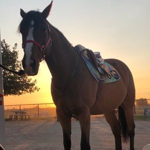 Breyer stablemates bundle!